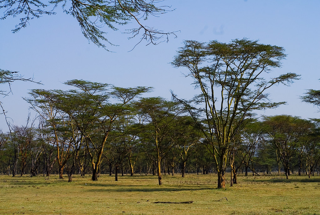 acacia lake nakuru park