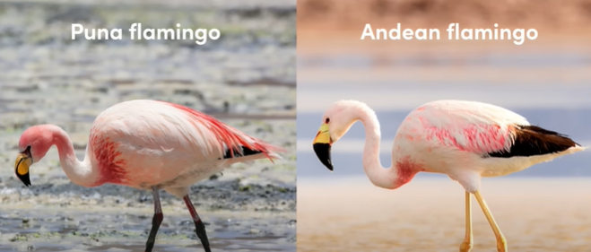 Andean vs puna flamingo species - not in lake nakuru park