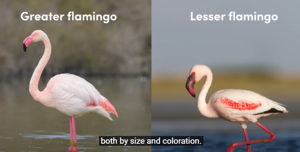 Greater-vs-lesser-flamingo-at-lake-nakuru-park.jpg.png