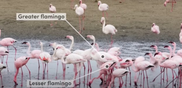 greater vs lesser flamingo appearance at lake nakuru park